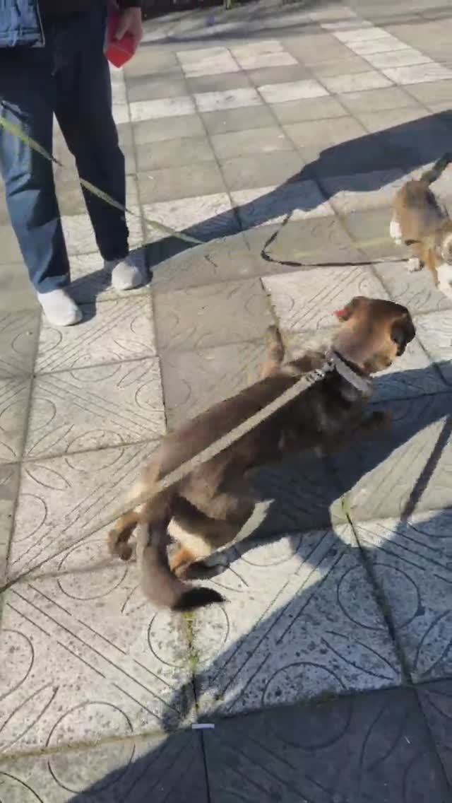 Игривая Бонни ищет семью❤️ 11 месяцев, по колено, больше не вырастет😍