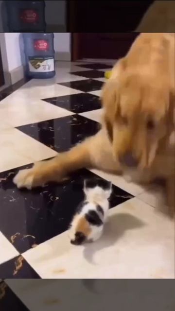 Неожиданная радость 🥰🤩😻🐶