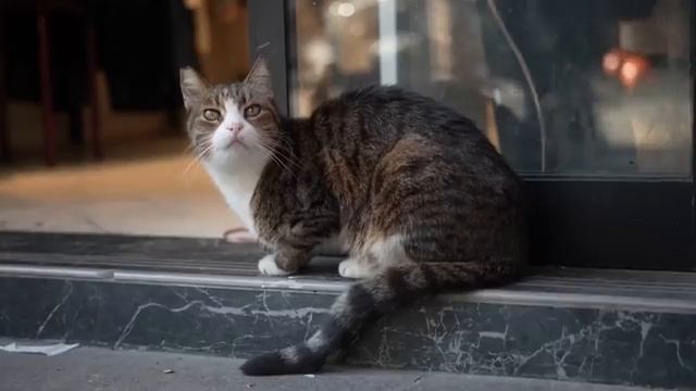Коты в Стамбуле - 2025 год