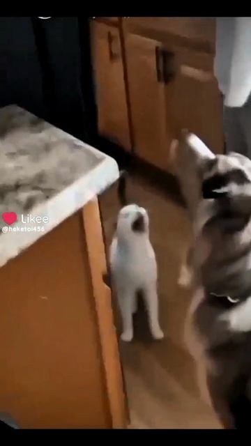 это кот у моей тёти) #смешно #коты