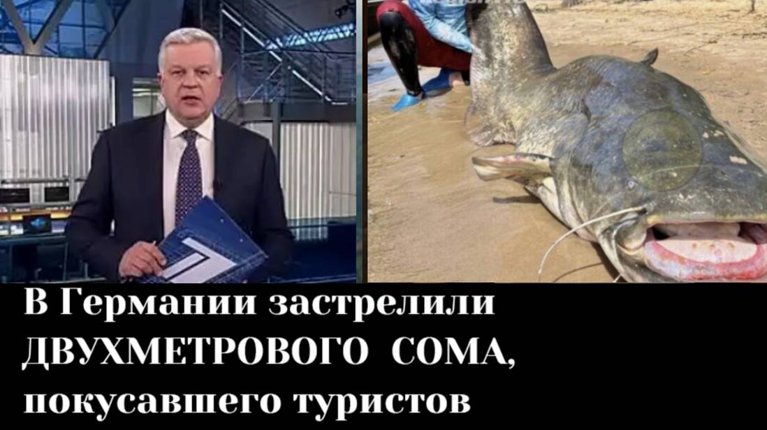 В Германии застрелили двухметрового сома, покусавшего туристов