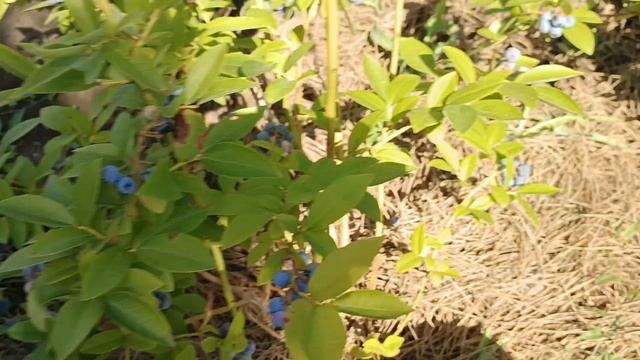 Не растет голубика. Основные причины.