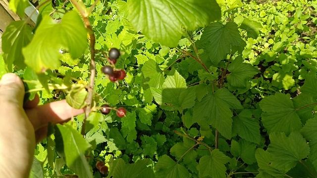25-06-2025 как и чем я опрыскала цветущие культуры.