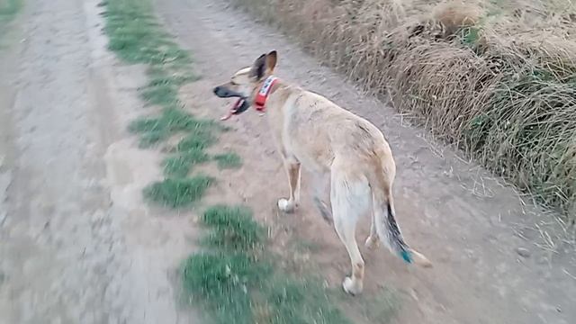 Берта на прогулке