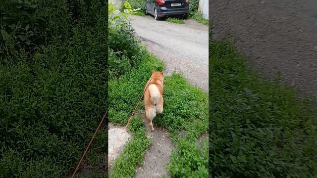 Сибаину просто гуляет