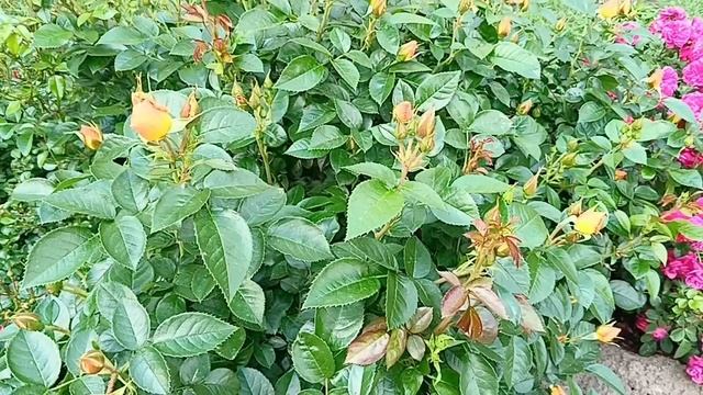 лето красота цветение красивых роз 🌹🌹🌹🌹