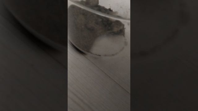 Я показываю свою муравьиную ферму