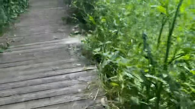 Лес после дождя