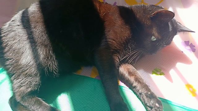 Чуча красивый котик🐈⬛