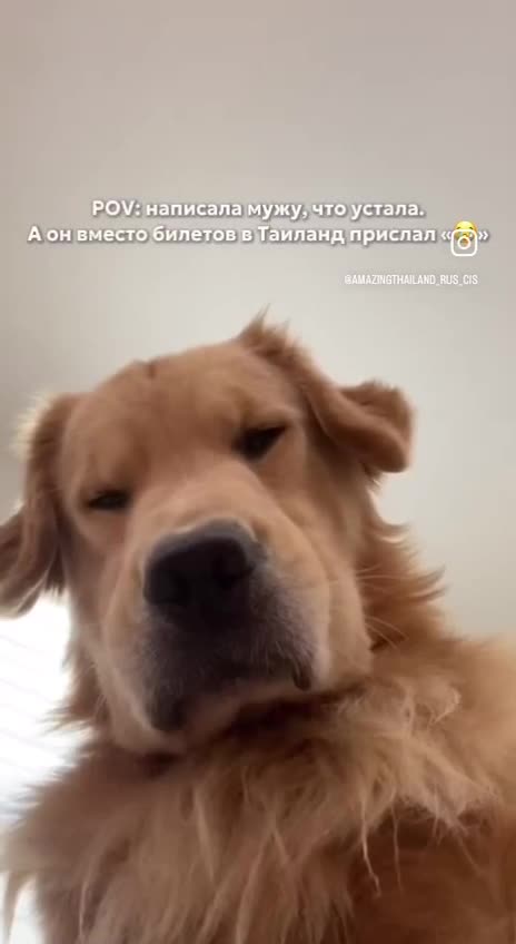Собака смотрит в камеру и тяжело вздыхает 🐕