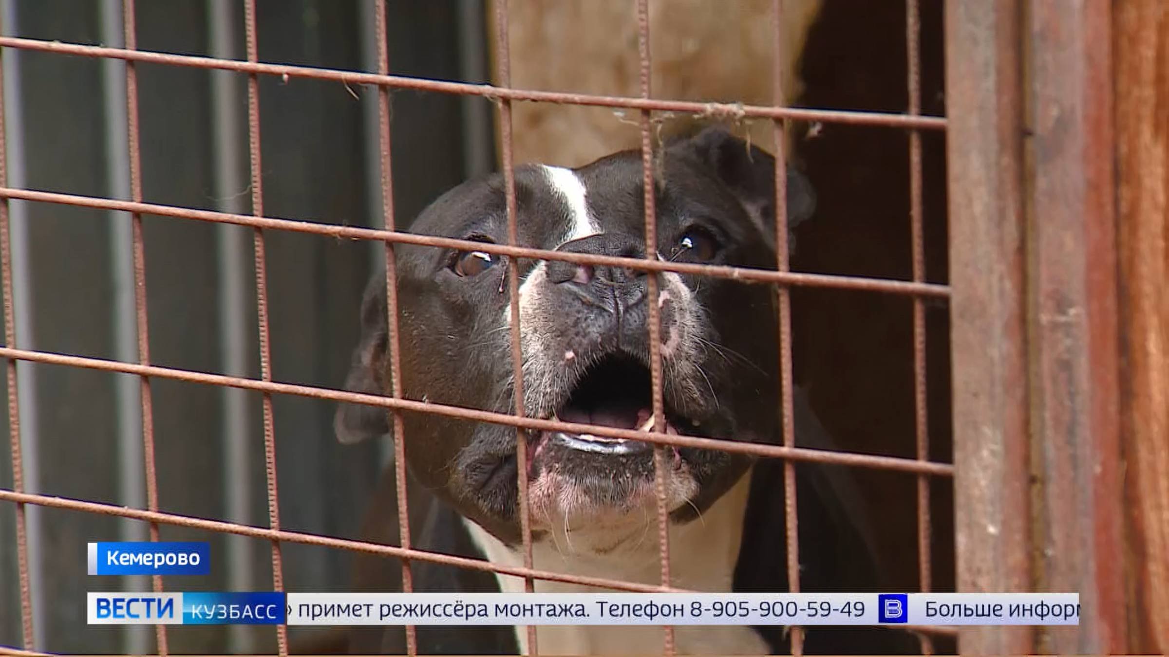 Кузбассовцы беспокоятся за запертых в общежитии собак без еды и воды