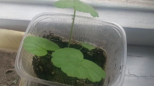 Небольшая распаковка продуктов 🛍️ Фигуры 3- д ручкой ! Яблоки из сада  соседки !Юг России 🏝️.