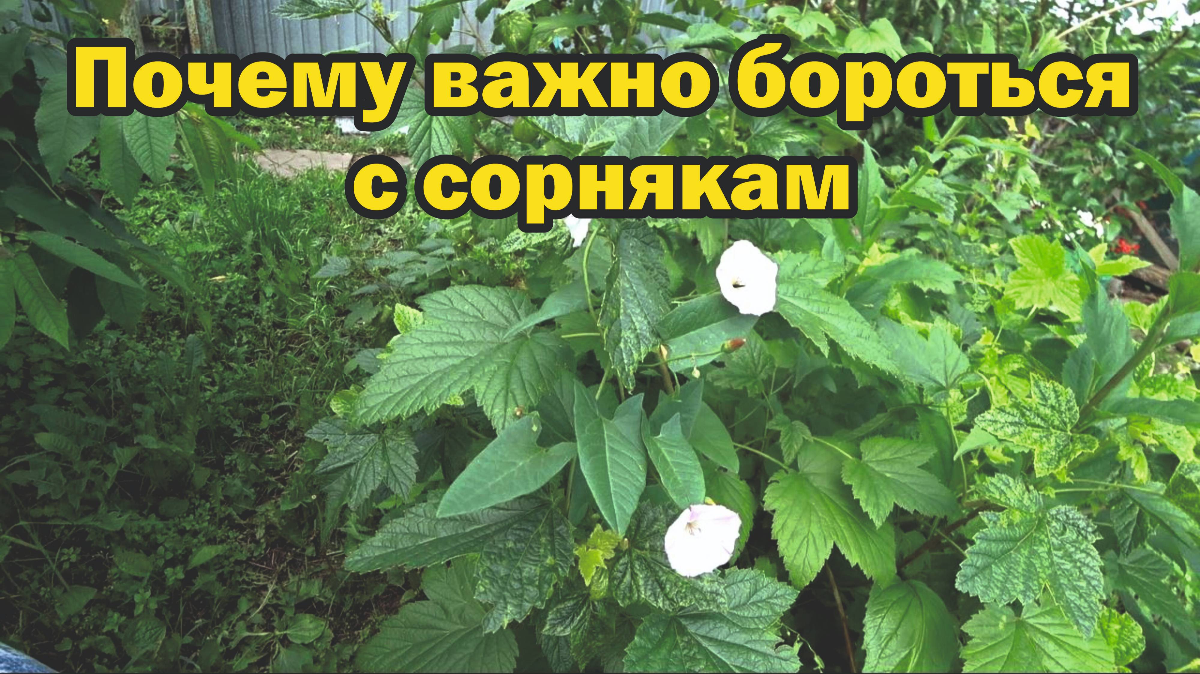 Правила работы с сорняками