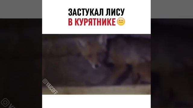 ЗАСТУКАЛ ЛИСУ В КУРЯТНИКЕ