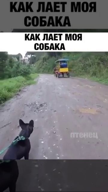 ХОЧЕШЬ НАСИЛИТЬ СОСЕДЯМ ЗАВЕДИ ТАКУЮ СОБАКУ
