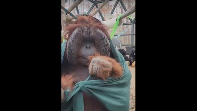 Не свет не заря