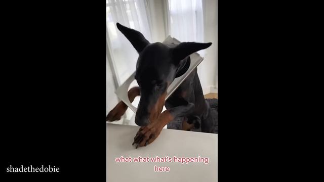 Я Думал, Доби - Это Серьезно... Пока Я Не Купил Ему Забавных ДОБЕРМАНОВ