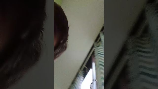 с моей кошкой что-то не то не так