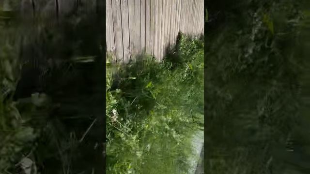 Лесные жители