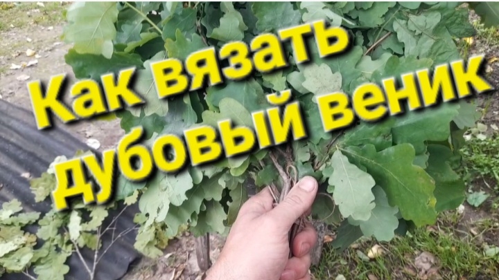 Как вязать дубовый веник.