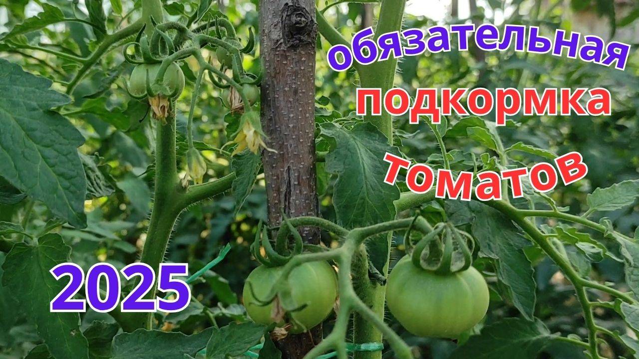 Чем необходимо подкормить томаты во время цветения и налива плодов.