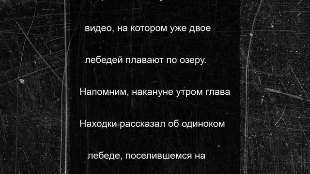 Одинокий лебедь из Находки обрел пару