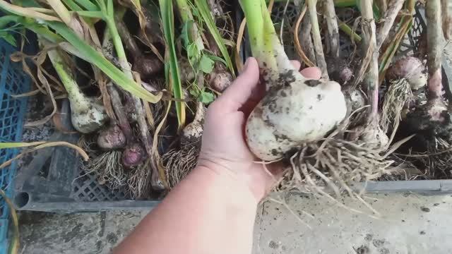 Помидоры страдают😎🍅 Цыплята переселились🐤🐥 Урожай чеснока 🧄Жизнь в своем доме в станице🏠