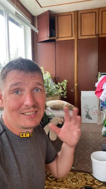 Итог по цыплятам