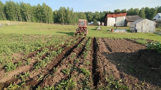 Окучивание картофеля 25-06-2025