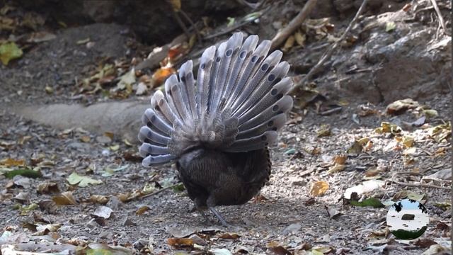 Серый павлиний фазан Polyplectron bicalcaratum