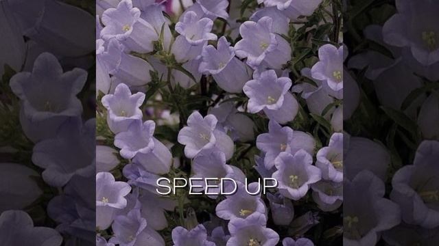 вечно 17 speed up  /алёна швец