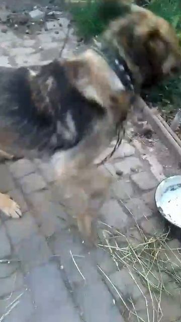 Бублик
