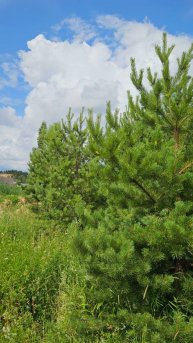 Продажа зем.участка в с.Константиновка