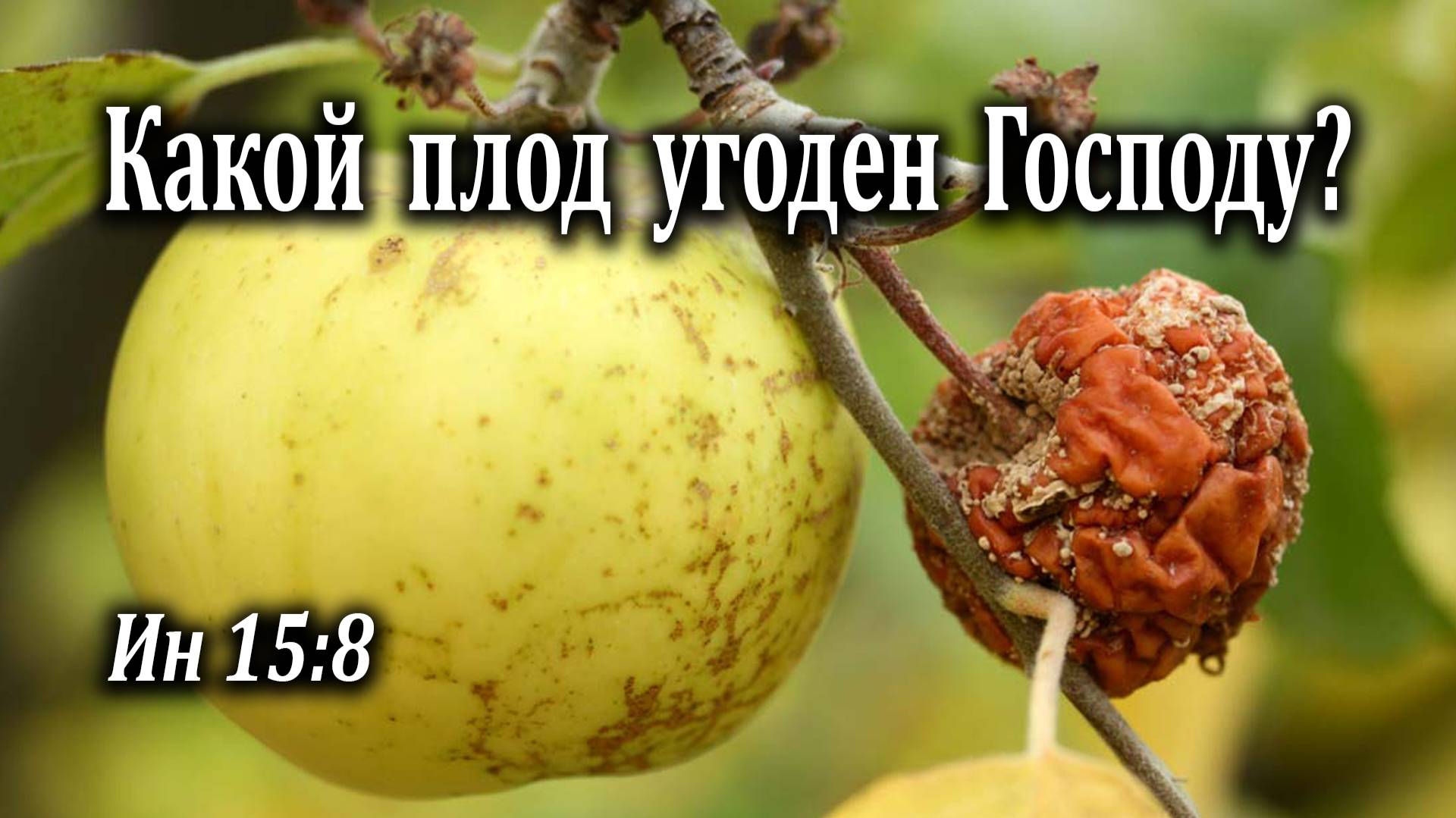 18.09.2022 "Какой плод угоден Богу?" Ин 15:8 Левшин Денис