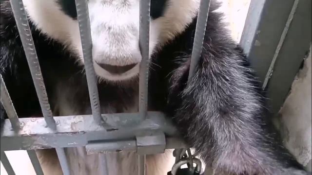 ❤️ Панда Катюша получила своё сердечко и радуется этой вкусности.