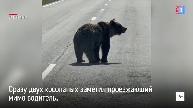 На трассе под Надымом гуляют медведи