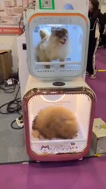 🐕 Китайцы хотели продемонстрировать работу своей сушки для животных