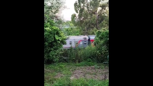 Поездатый поезд в моем огороде)
