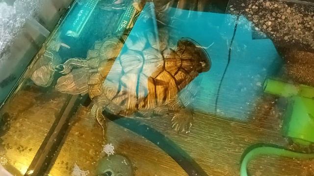 Красноухие черепахи 25-06-2025 утро