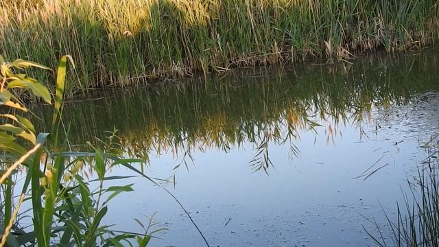 Короткая Рыбалка на Вечерней Зорьке на Карася