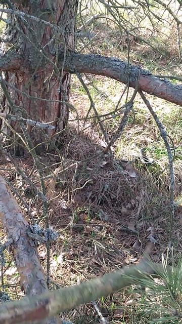 Уж сидит на солнышке греется защищает людей от гадюк