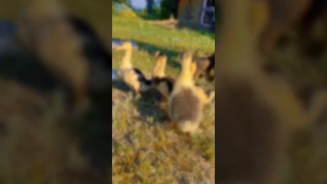 Малыши Гриффона и не только 🥰