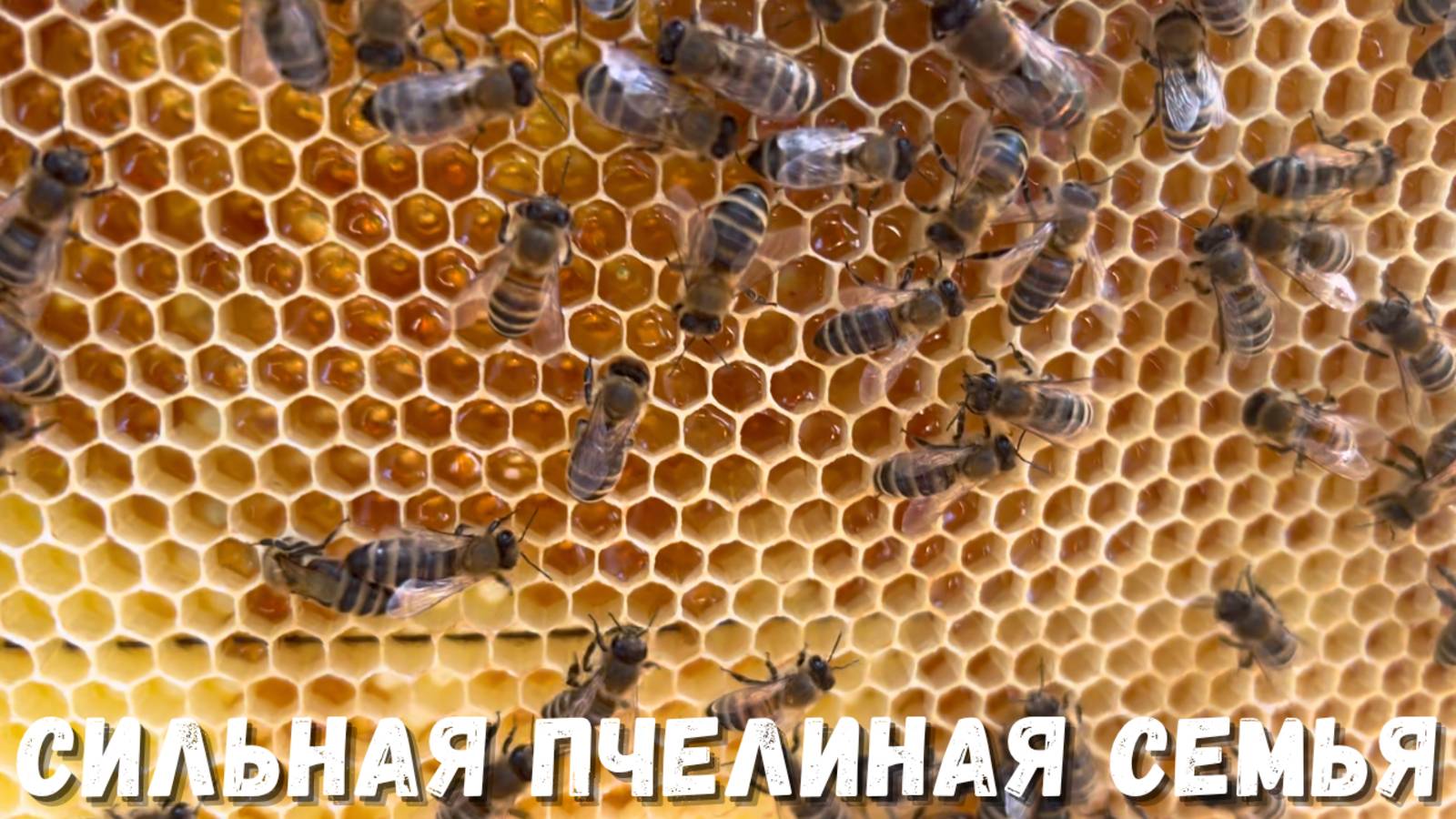 Сильная пчелиная семья: основа успешного пчеловодства!