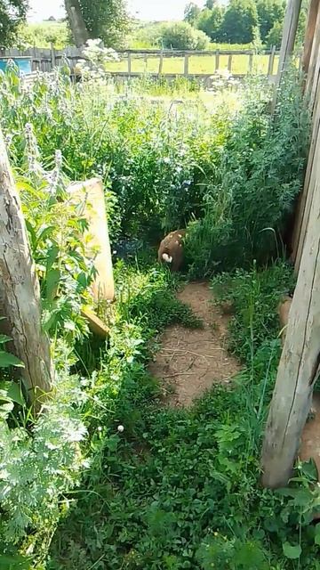 VID_20250624_164335.mp4 кролик