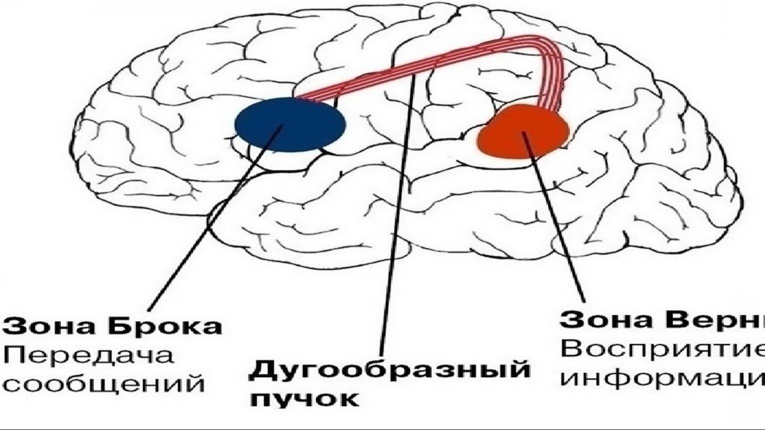 3-3-1  Фемтобиология интрацитного наполнения  полупара психических состояний  Гендерность например