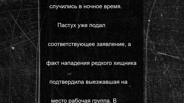 Снежный барс напал на скот на стоянке чабанов в российском регионе