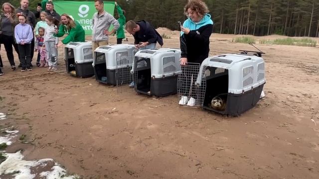 Фонд друзей балтийской нерпы вернул в дикую природу пятерых серых тюленей после реабилитации.