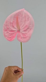 Антуриум Элайза Мини