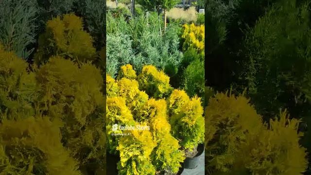 посадить или не садить растения летом . #garden #сад #садоводничество #дача