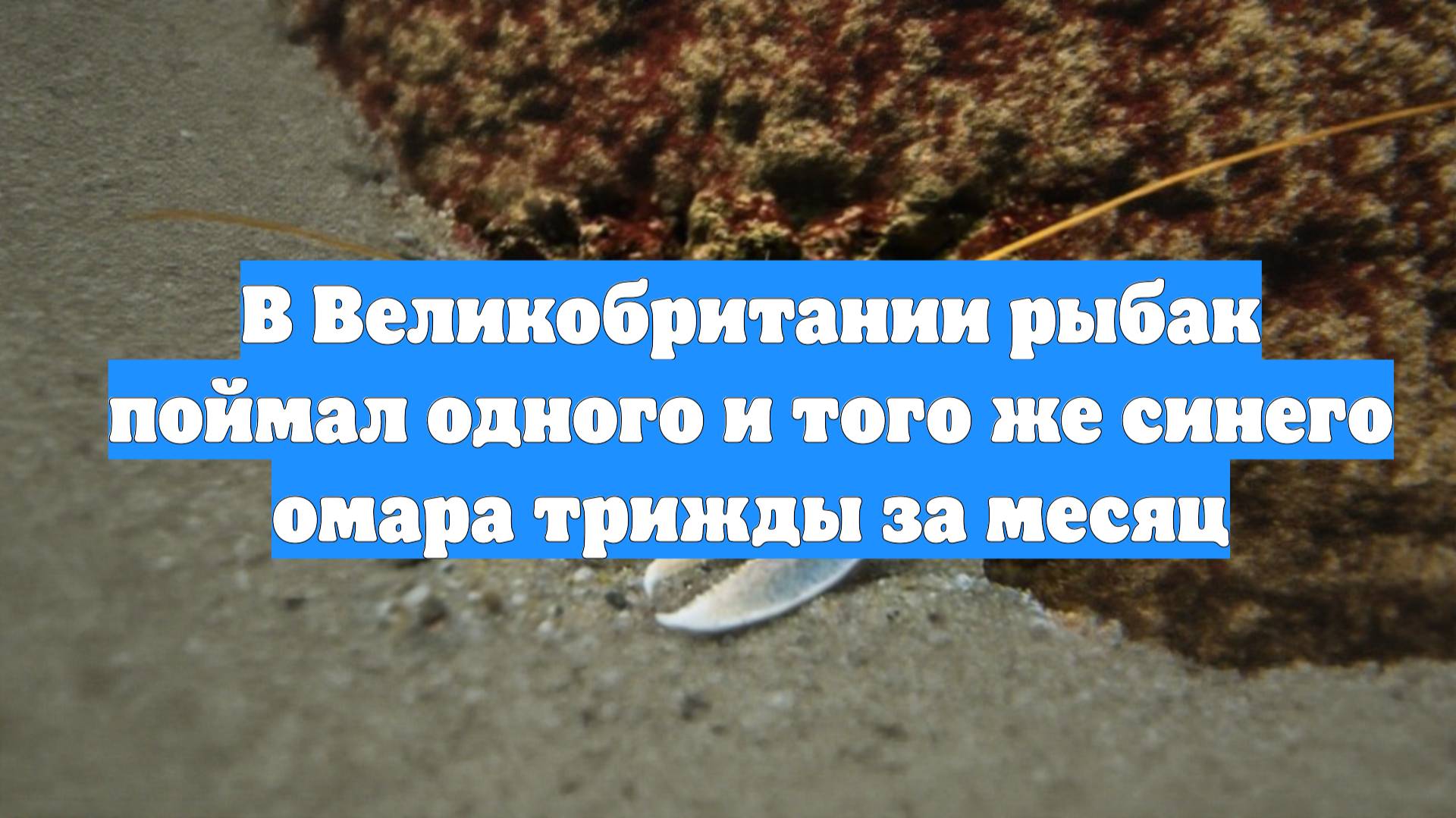 В Великобритании рыбак поймал одного и того же синего омара трижды за месяц